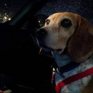 Meet your Posher, Reed